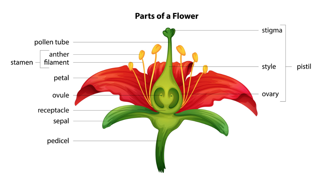 Flowers Parts