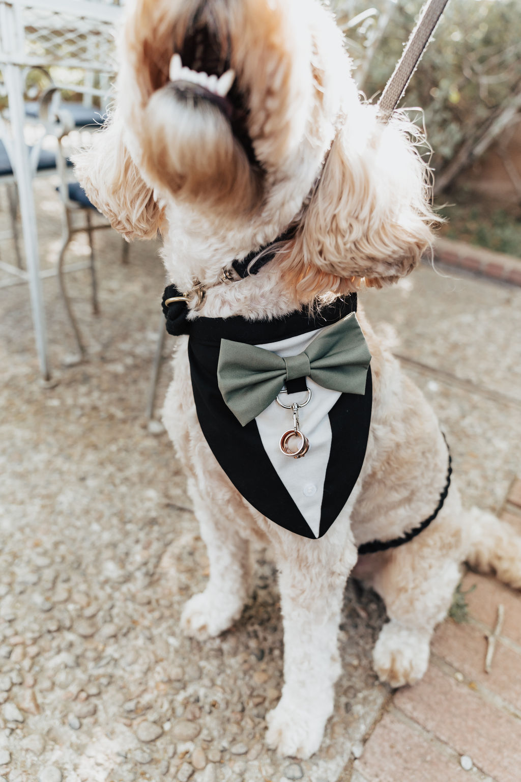 Australian Cobberdog in tux vest with green bowtie and copper ring around neck.