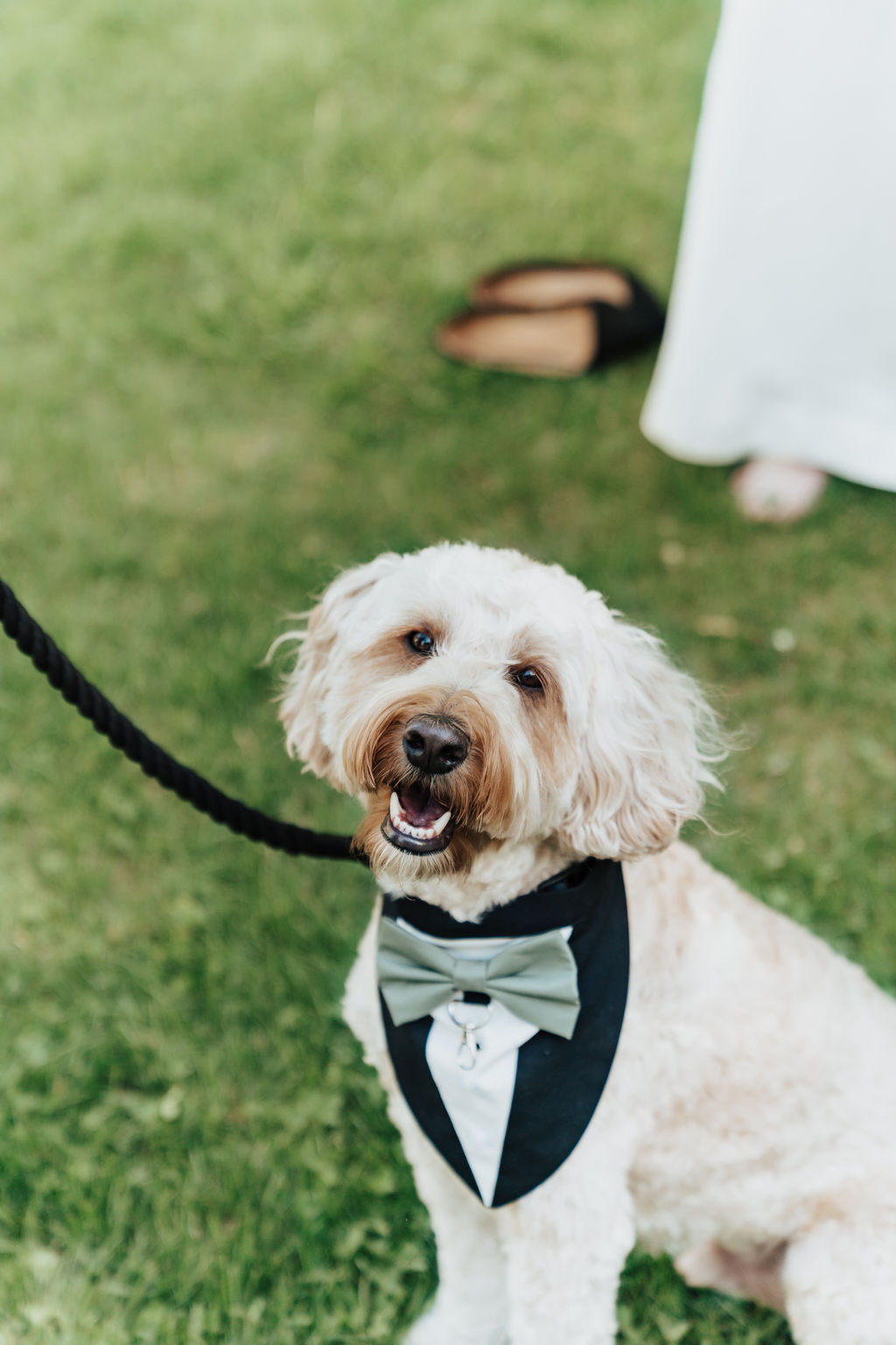 Cobberdog dressed in a tux vest with a green bowtie.