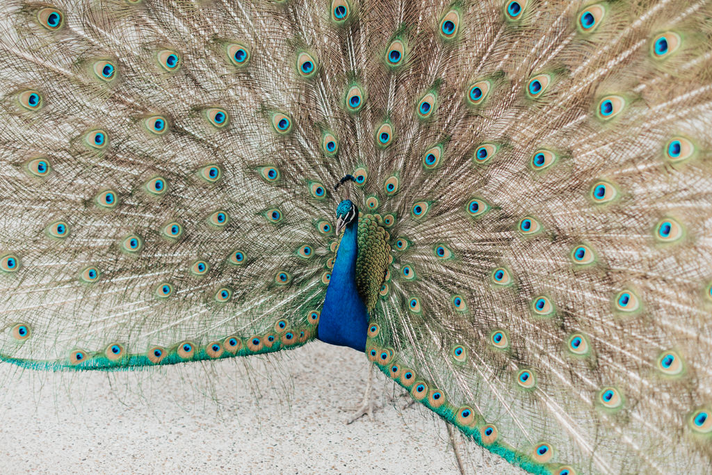Peacock with tail feathers displayed