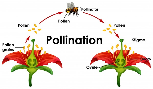 Diagram of bee pollination process